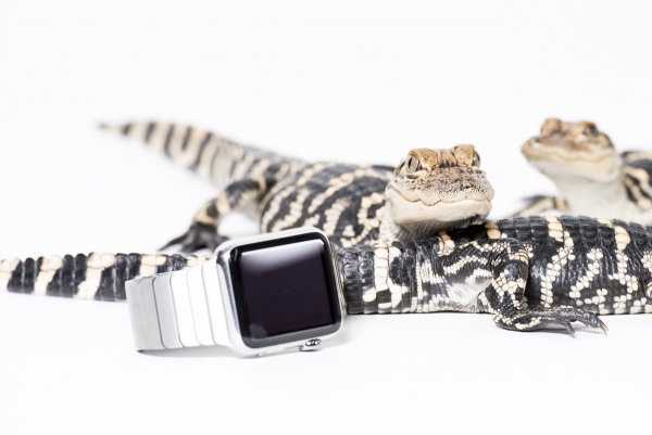 城里人真會玩，用鱷魚、穿山甲來評測Apple Watch 